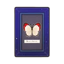 Crimson Tip Butterfly Wall Art icon